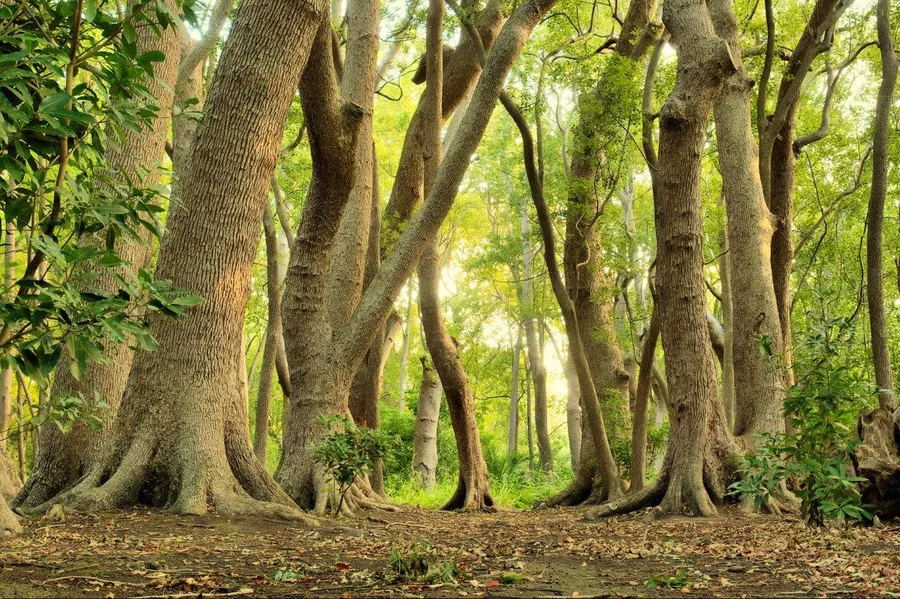 Tall forest trees with textured bark creating a peaceful woodland path with dappled light through green foliage.