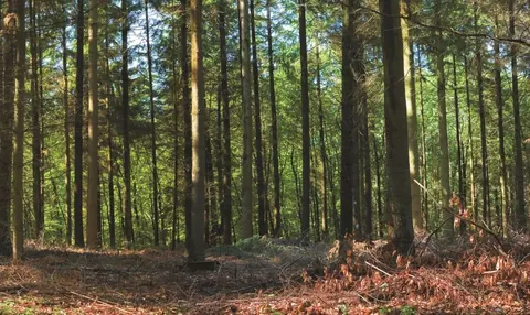 Dense forest of tall trees with sunlight streaming through green canopy and brown leaf-covered ground.