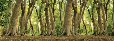 Row of tall ancient trees with thick trunks in a sunlit forest corridor with green foliage.