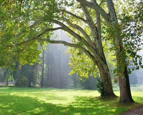 Sunlit forest glade with towering trees arching over lush green meadow and morning mist