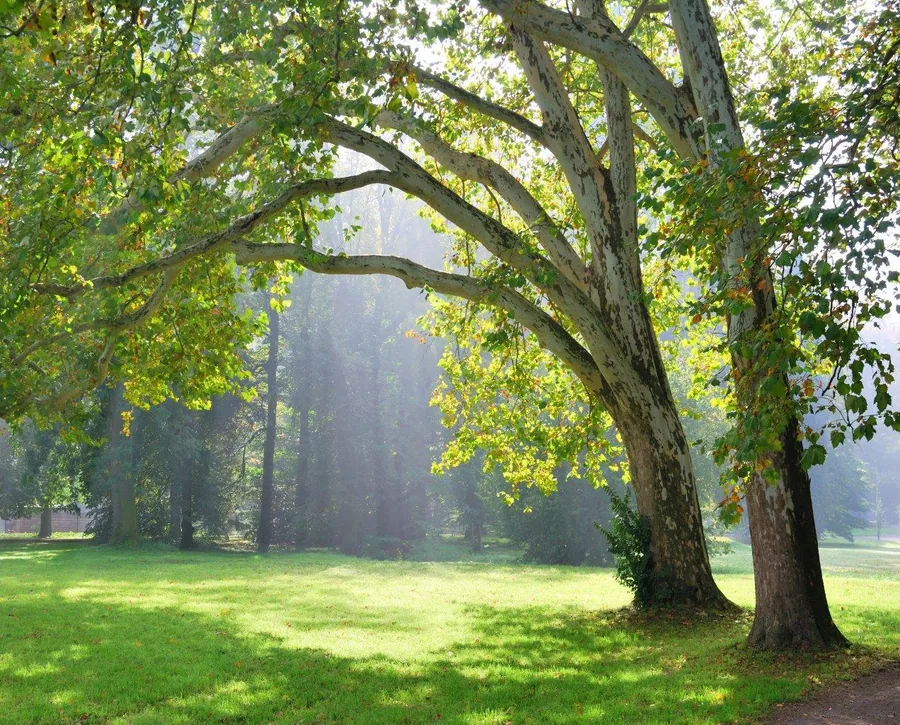 Sunlit forest glade with towering trees arching over lush green meadow and morning mist