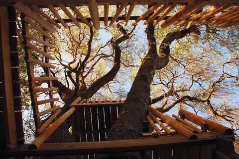 Wooden pergola with gnarled tree branches and golden autumn foliage against blue sky