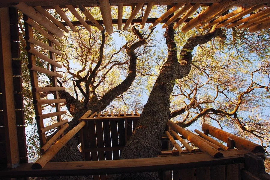 Wooden pergola with gnarled tree branches and golden autumn foliage against blue sky