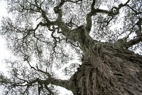 Upward view of an ancient oak tree with twisted branches, gnarled trunk, and sparse foliage against sky