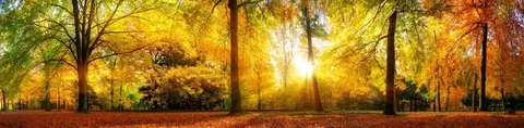 Sunlit autumn forest with golden trees lining a leaf-covered path at sunset.