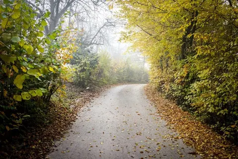 Misty autumn forest path lined with golden foliage and fallen leaves