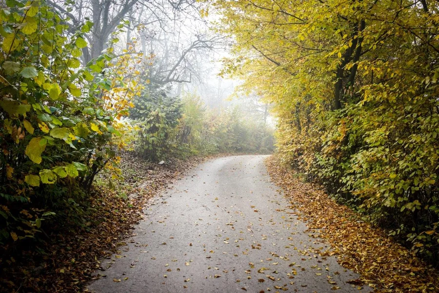 Misty autumn forest path lined with golden foliage and fallen leaves