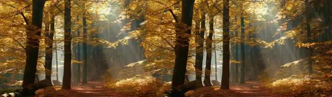 Golden autumn forest with tall trees, sunlit pathway, and fallen leaves creating a warm, peaceful woodland scene.