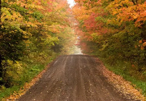 Dirt road through tunnel of autumn trees with golden and orange foliage overhead