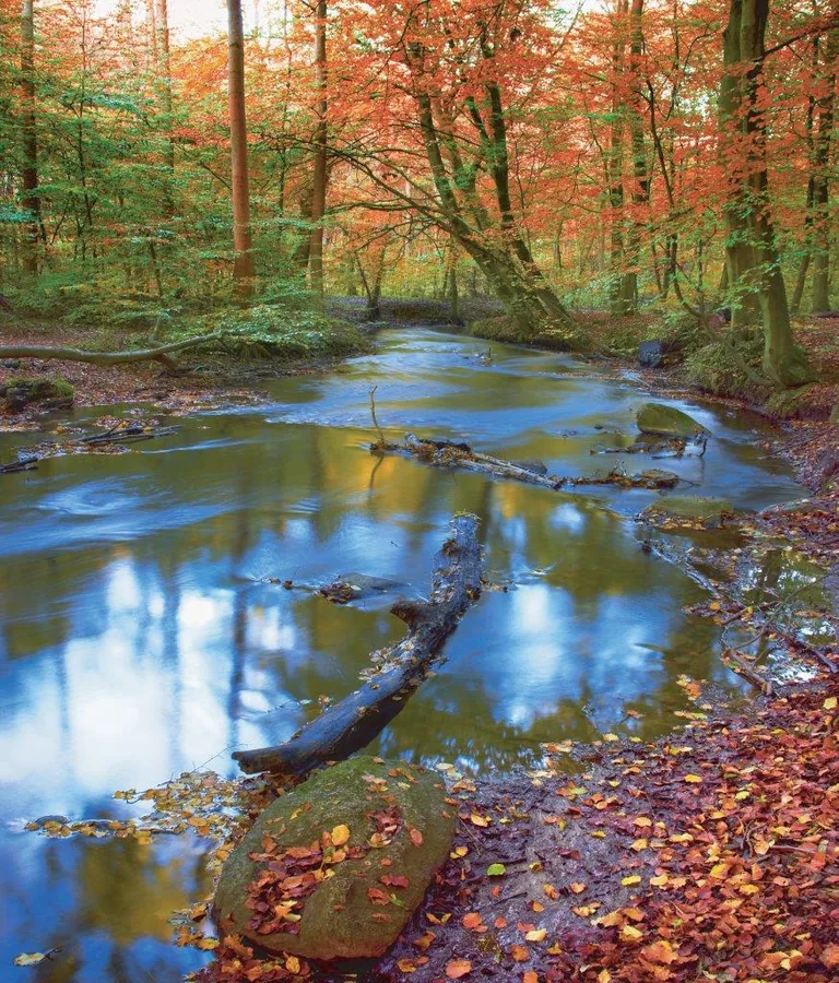 Forest stream with fallen autumn leaves, moss-covered rocks, and colorful tree canopy reflecting in calm water.