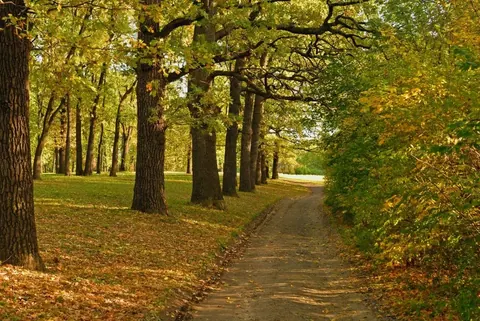 Tree-lined dirt path in autumn with golden foliage and mature oak trees creating a natural canopy.