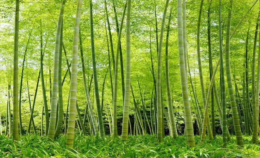 Dense bamboo forest with tall green stalks and filtered sunlight through leafy canopy