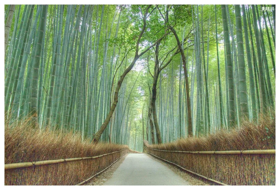 Straight pathway through dense green bamboo forest with tall stalks converging toward bright light ahead