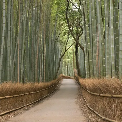 Straight pathway through dense bamboo forest with rope railings on both sides and dappled sunlight filtering through.