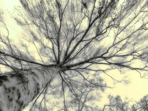 Upward view of bare birch tree branches spreading across pale yellow sky with fine linework detail