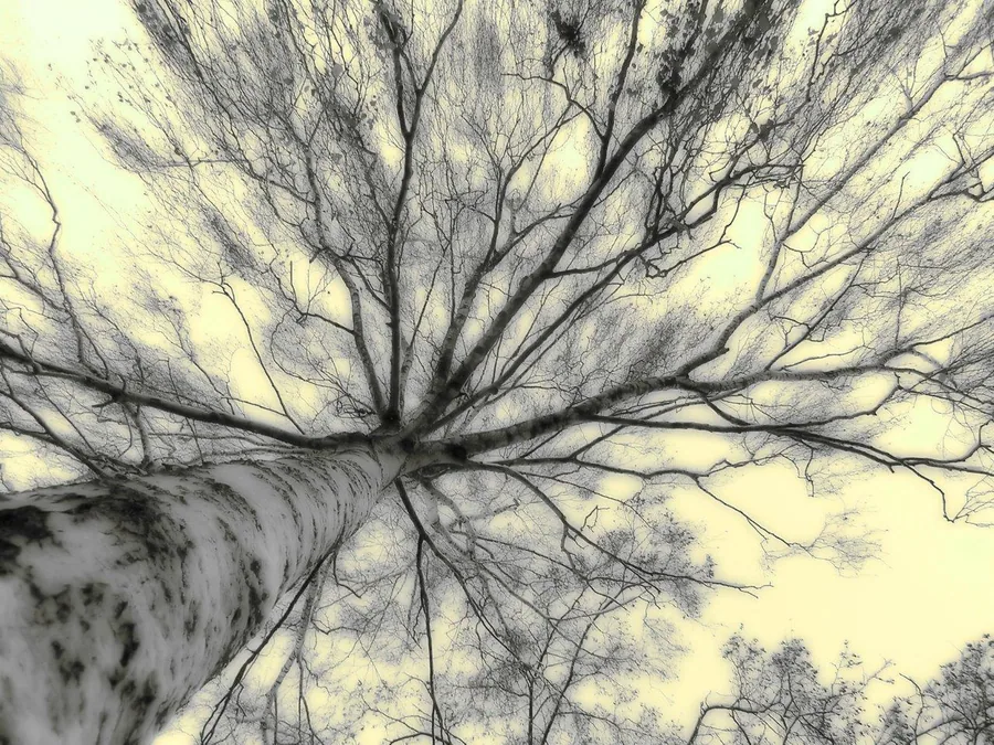 Upward view of bare birch tree branches spreading across pale yellow sky with fine linework detail