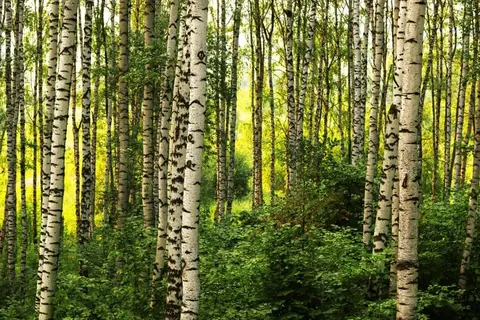 Dense birch forest with white and grey trunks surrounded by bright green vegetation and dappled sunlight
