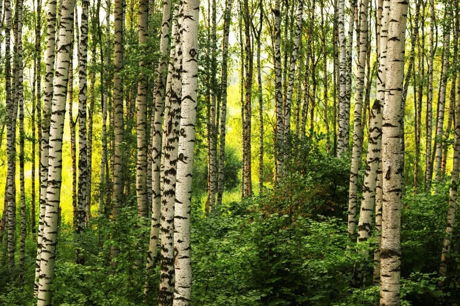 Dense birch forest with white and grey trunks surrounded by bright green vegetation and dappled sunlight