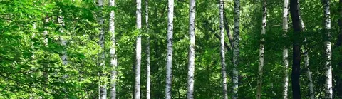 Dense birch forest with white-barked trees surrounded by bright green leafy canopy