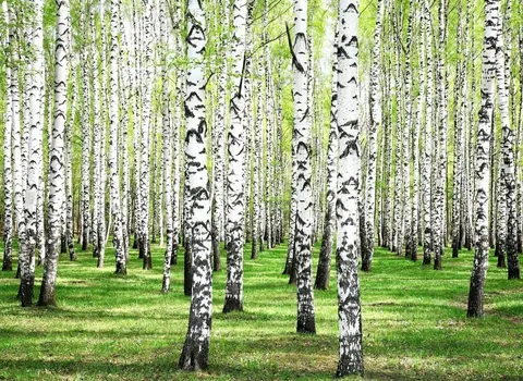 Dense birch forest with distinctive white and black bark trunks surrounded by lush green grass and canopy.