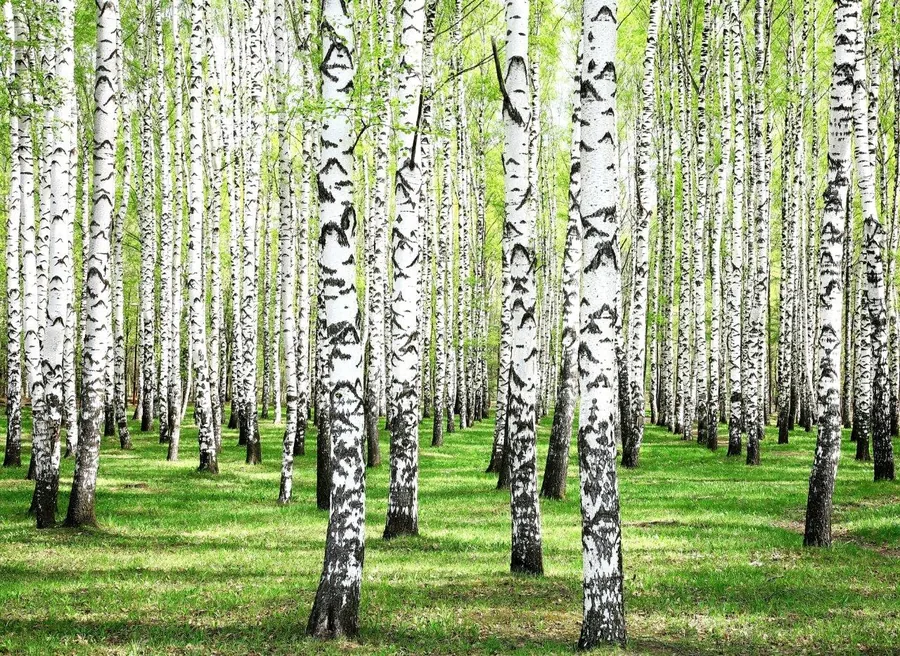 Dense birch forest with distinctive white and black bark trunks surrounded by lush green grass and canopy.