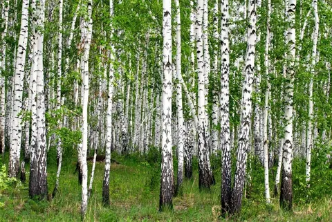 Dense birch forest with white trunks and green foliage creating a natural woodland pattern