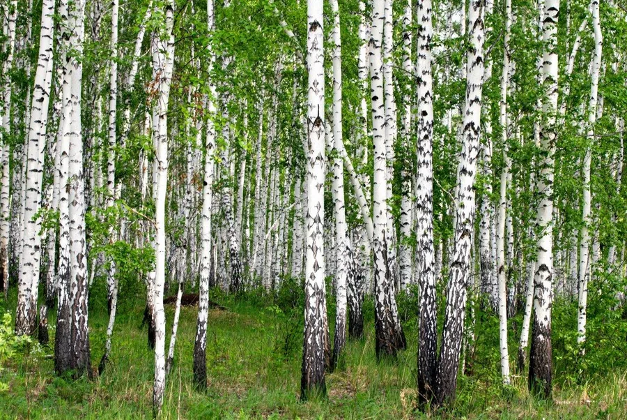 Dense birch forest with white trunks and green foliage creating a natural woodland pattern