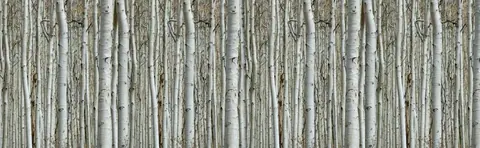 Repeating pattern of white and grey birch tree trunks with natural bark texture