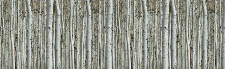 Repeating pattern of white and grey birch tree trunks with natural bark texture
