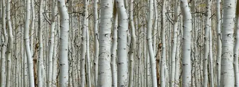 Close-up of white birch tree trunks with dark markings arranged in a repeating forest pattern