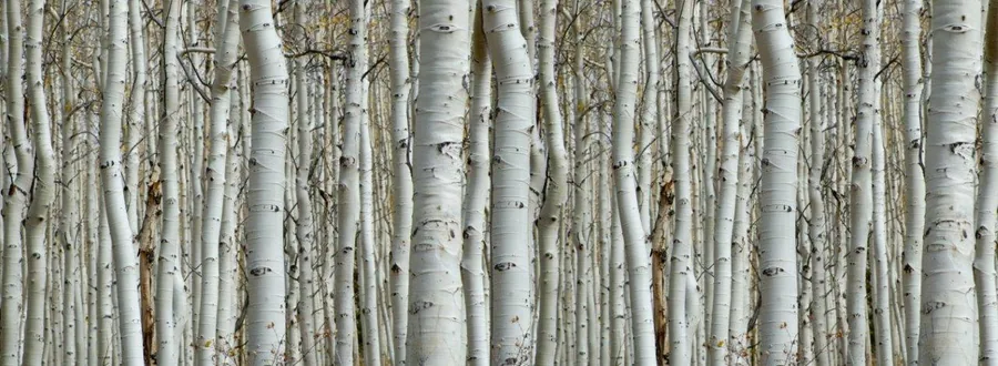 Close-up of white birch tree trunks with dark markings arranged in a repeating forest pattern