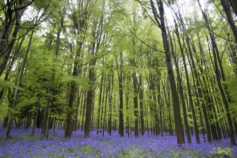 Dense forest with tall trees and carpet of purple bluebells flowering on forest floor