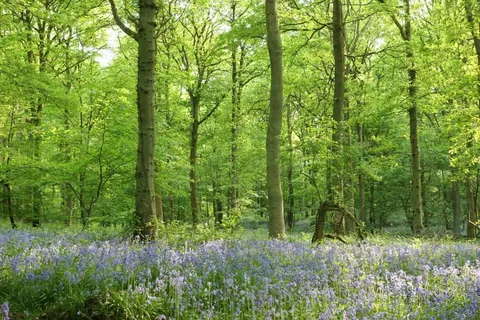Purple bluebells covering forest floor beneath tall green trees in dappled sunlight.