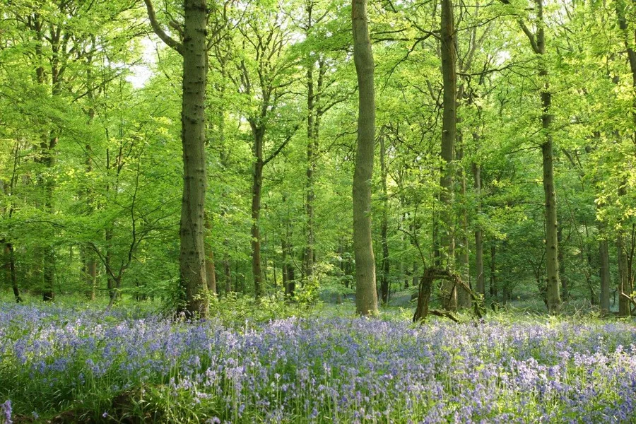 Purple bluebells covering forest floor beneath tall green trees in dappled sunlight.