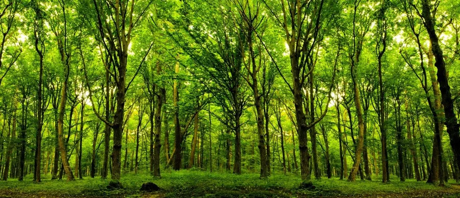 Dense green forest with tall trees and sunlight streaming through leafy canopy