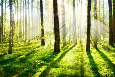 Sunlit forest with tall trees and shadows on bright green moss floor