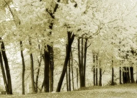 Misty forest with tall trees and ethereal white-green canopy creating a peaceful woodland atmosphere.