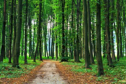 Tree-lined forest path with tall trunks, green canopy, and brown leaf-covered ground stretching into distance.