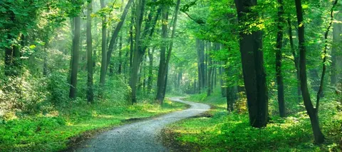 Winding gravel path through dense green forest with tall trees and dappled sunlight
