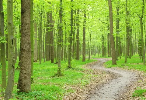 Scenic forest path with tall trees, green canopy, and dappled natural light creating a peaceful woodland atmosphere.
