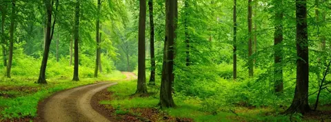 Winding forest path through tall trees with dense green canopy and dappled sunlight.