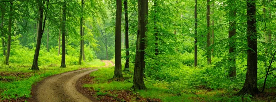 Winding forest path through tall trees with dense green canopy and dappled sunlight.