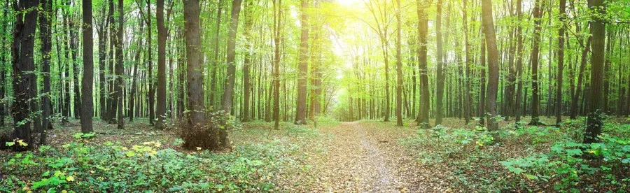 Sunlit forest path lined with tall trees and dappled light filtering through the canopy.
