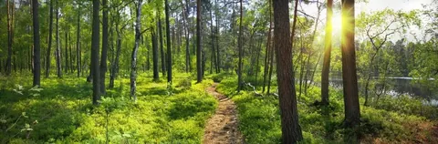 Sun-drenched forest path lined with tall trees and vibrant green vegetation