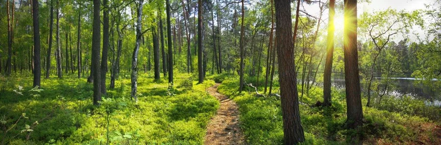 Sun-drenched forest path lined with tall trees and vibrant green vegetation