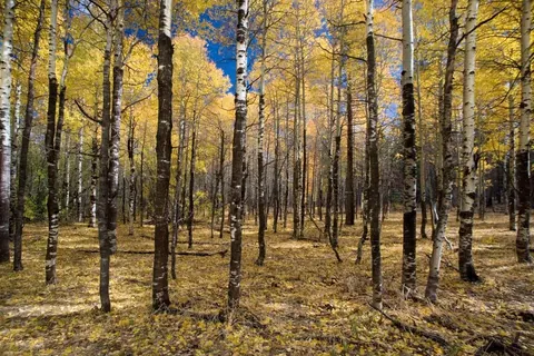 Autumn birch forest with golden foliage, white tree trunks, and blue sky visible through canopy.