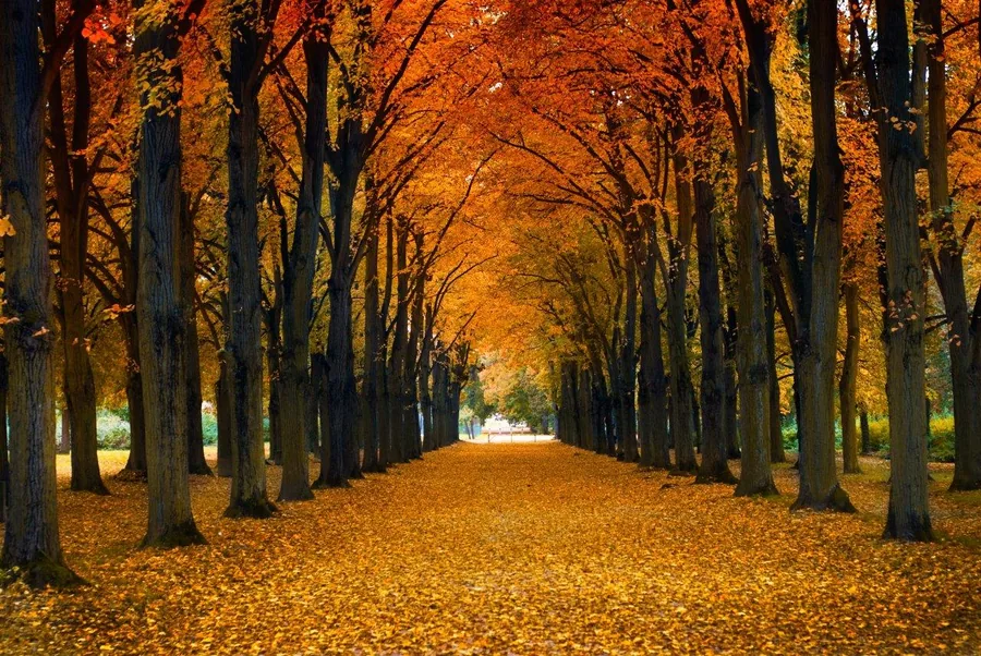 Tree-lined avenue in autumn with golden foliage canopy and fallen leaves carpeting the ground.