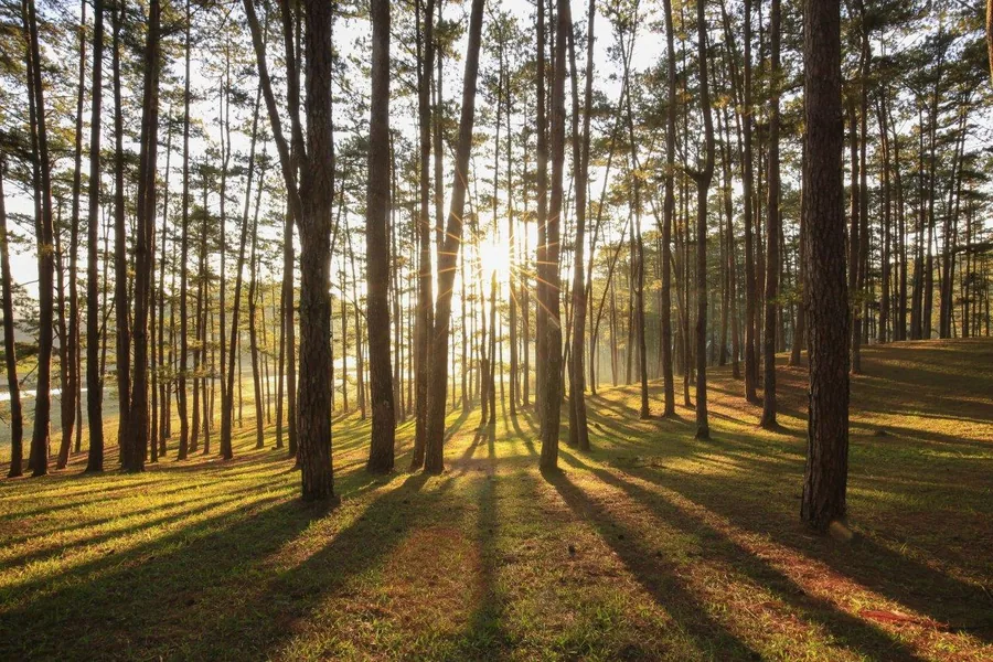 Sunlit forest path with tall pine trees and golden afternoon light casting long shadows on green grass.