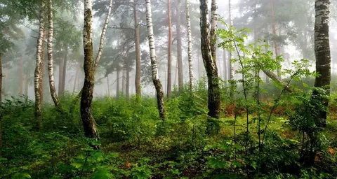 Foggy forest with white birch trees and dense green vegetation