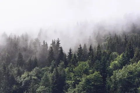 Dense misty forest with coniferous trees in layers of fog and mist
